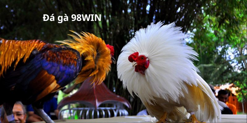 Giới thiệu sảnh đá gà 98WIN
